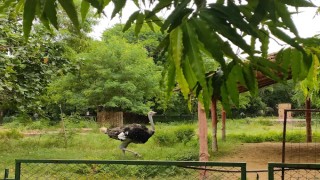 Jaipur Zoo